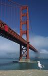 Foto, Bild: Golden Gate Bridge mit Nebel und Mve