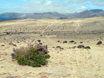 Foto, Bild: Dnen auf dem Istmo de la Pared auf Fuerteventura
