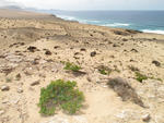 Foto, Bild: Dünen bei Agua Liques auf Fuerteventura