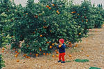 Foto, Bild: Kind in Orangenplantage  auf Mallorca