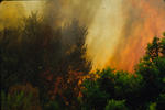 Foto, Bild: Wald brennt lichterloh